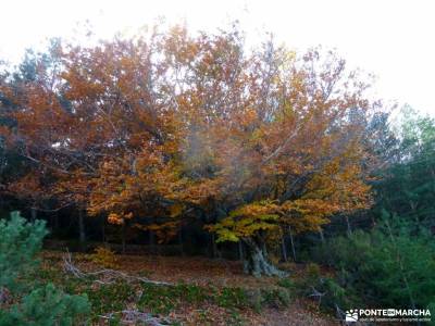 Hayedo Tejera Negra; parque natural de hornachuelos; fiestas temáticas nacimiento de urederra trekk